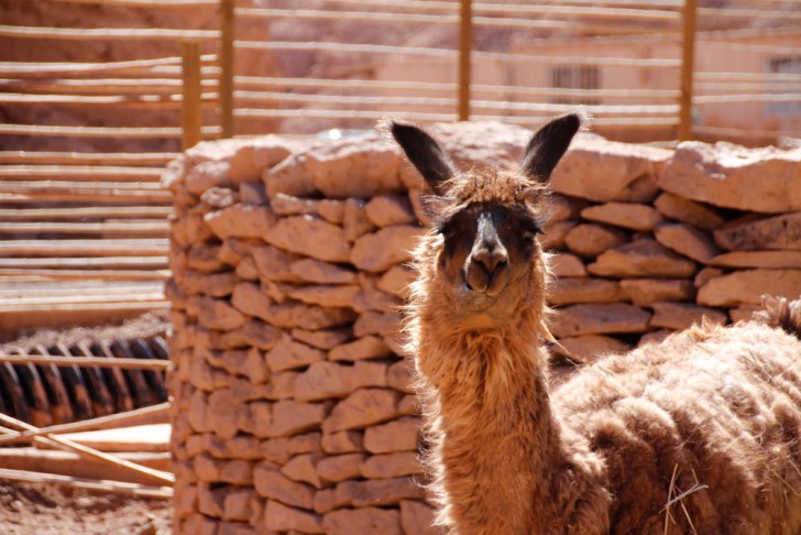 Alto Atacama Hotel in Chile