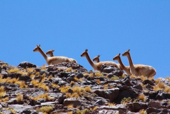 Atacama Desert Wildlife
