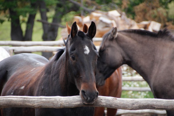 Horseback ride in Patagonia 