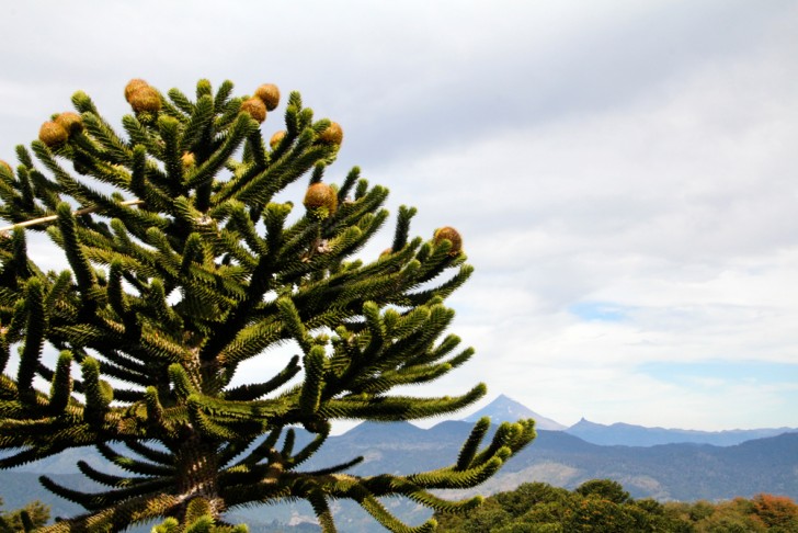 Things to do in Chile - Monkey Apostle Tree Hike