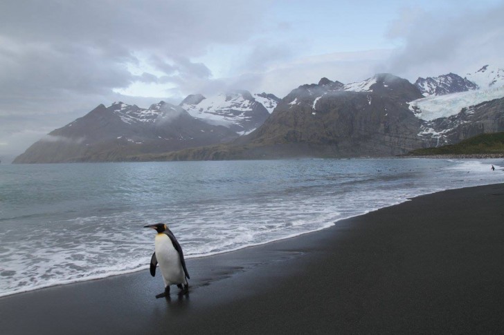 Knowmad Adventures Travel To Antarctica