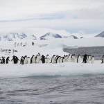 Travel To Antarctica With Knowmad Adventures