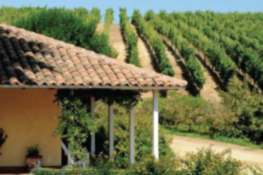 Chilean Wine Country