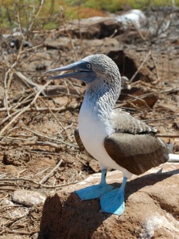 Best Way to See the Galapagos Islands Wildlife 
