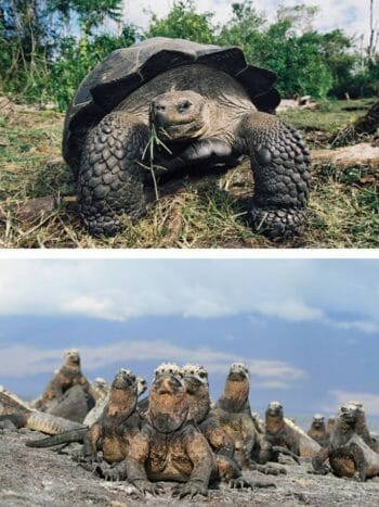 Best Way to See the Galapagos Widlife