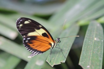 Butterfly Preserve Mindo Ecuador Travel