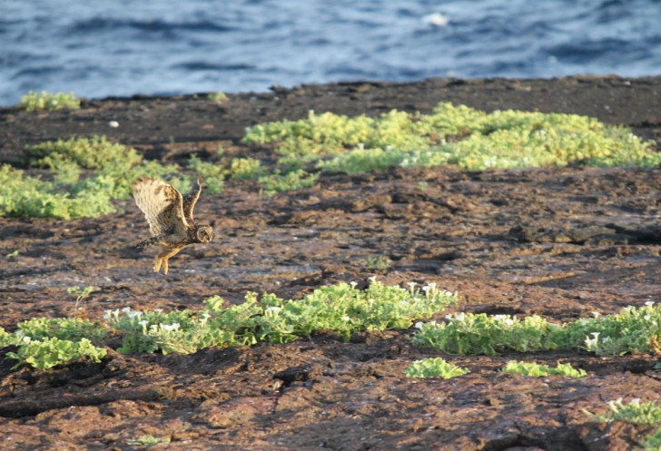 Galapagos Islands Short Eared Owl