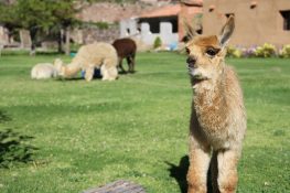Custom Peru Travel - Knowmad