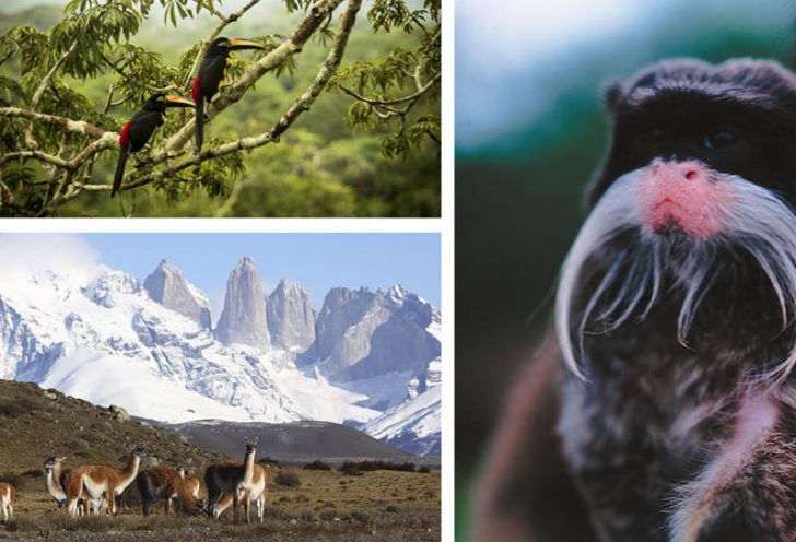 Best Places to See Wildlife in South America