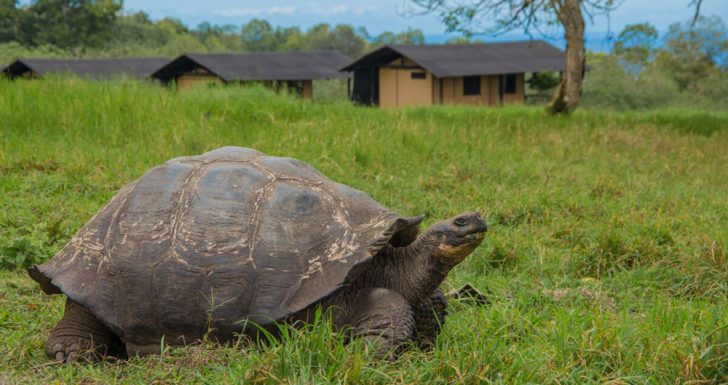 Travel to the Galapagos Islands