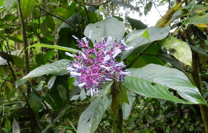 Cloud Forest Ecuador Travel