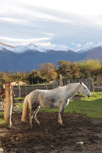 Horseback Riding Patagonia