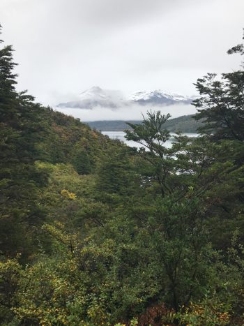 Patagonia Forest