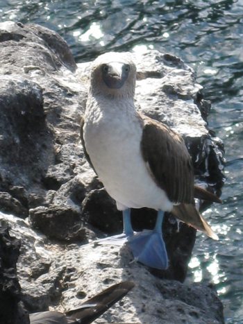 Galapagos Animals Blue Footed Booby