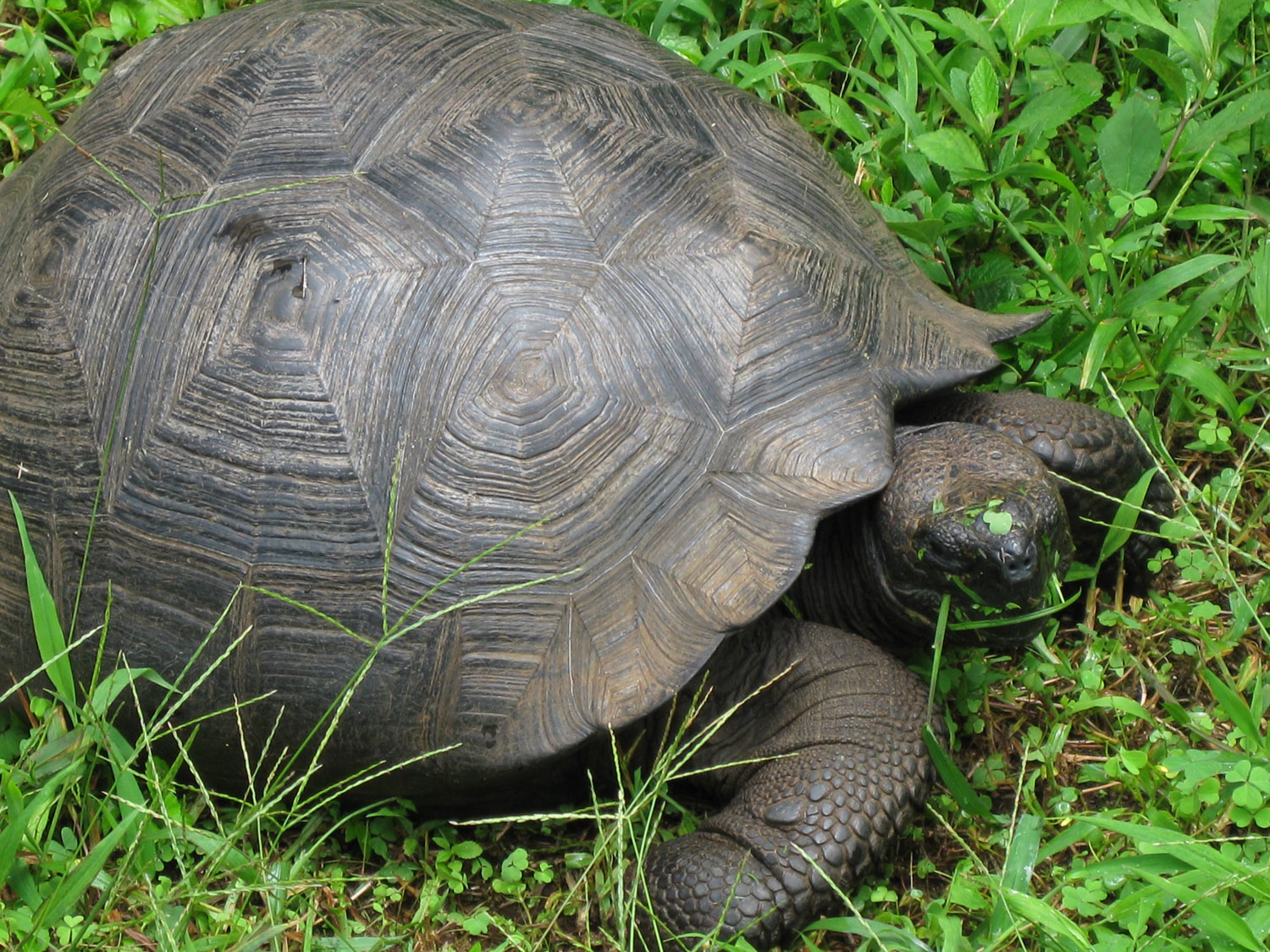 Galapagos Animals + Unique Travel Experience - Knowmad Adventures