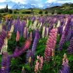 Spring Flowers Patagonia Shoulder Season