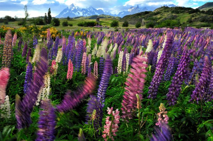Spring Flowers Patagonia Shoulder Season