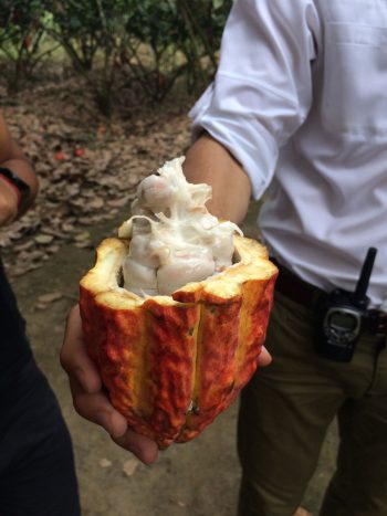 World Renowned Cacao Visit To Ecuador