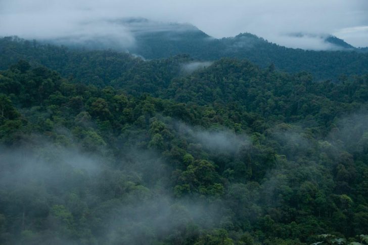 Best Ecuador Destinations For Cloud Forest Tours