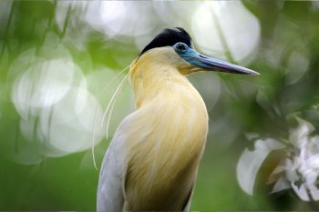 Best Ecuador Destinations For Viewing Wildlife