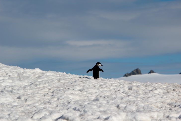 Knowmad Adventure Antarctica Travel