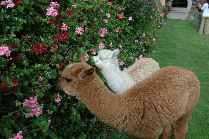 Best Sacred Valley Hotels For Animal Sightings