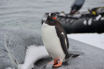 Antarctica Luxury Family Cruise