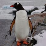 Luxury Family Cruise to Antarctica