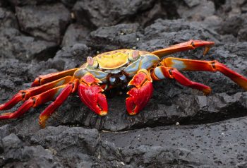 Exclusive Boat Charters Galapagos