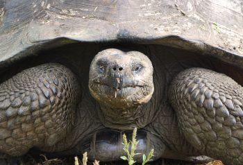 Exclusive Galapagos Boat Charter