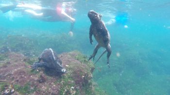 Galapagos Islands Charter Travel