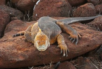 Galapagos Islands Private Travel