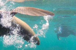 Galapagos Vacation Activity