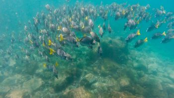 Private Galapagos Charter Snorkeling