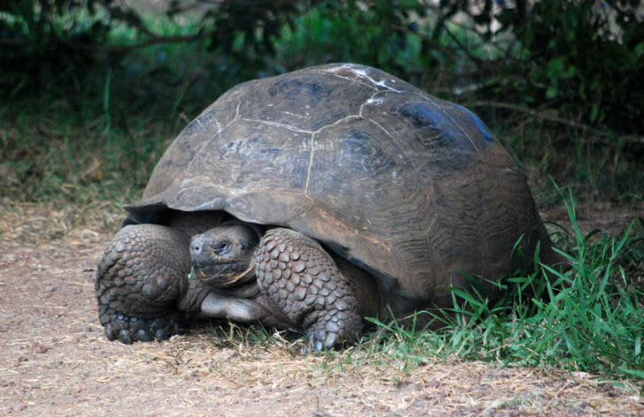 Galapagos Sustainable Tourism Tortoise 