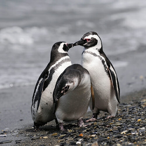 Ushuaia Travel Penguins