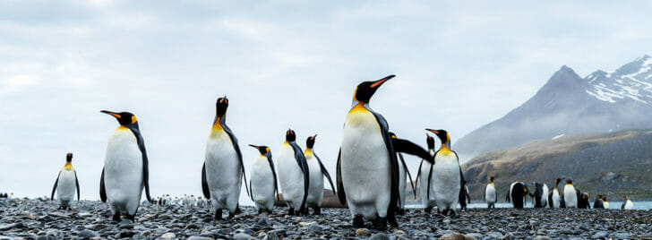 Best Cruise Antarctica Wildlife