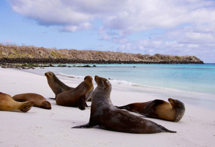 Galapagos Islands Custom Trip