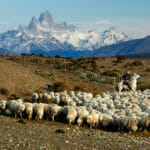 How to Choose Between the Argentine and Chilean Sides of Patagonia: El Chalten vs. Torres del Paine or Both