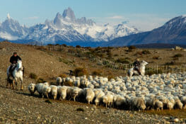 El Calafate Nibepo Aike