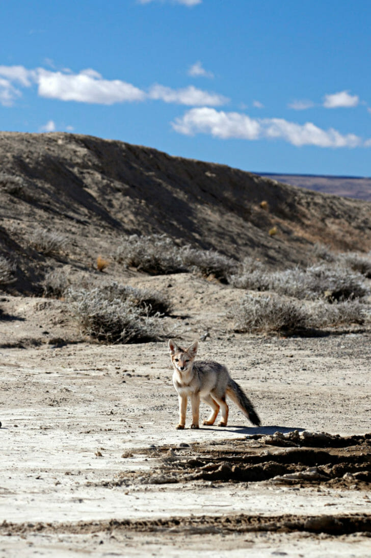 fox in patagonia