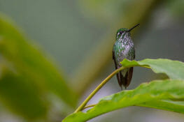 Ecuador Luxury
