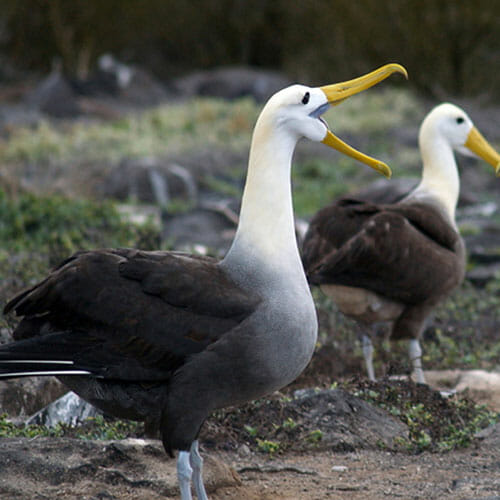 Galapagos AblaTross Knowmad Travel