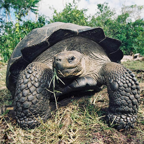 Galapagos Tortoise Trip