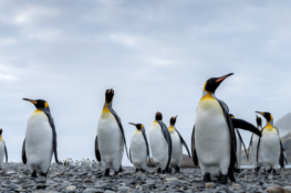 antartica trips