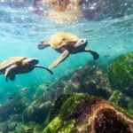 Best Galapagos Cruise - What Duration Should I Choose?