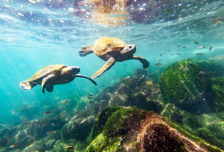 Best Galapagos Cruise - What Duration Should I Choose?