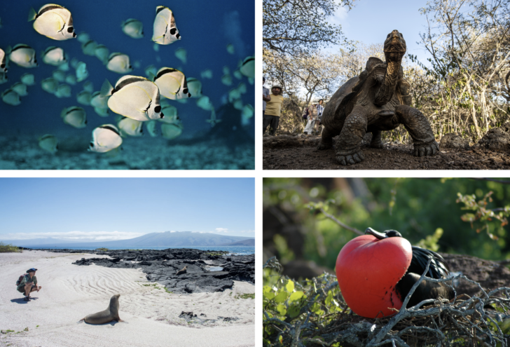 Best Galapagos Cruise - What's the Best Island for Wildlife?