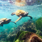 Galapagos Islands