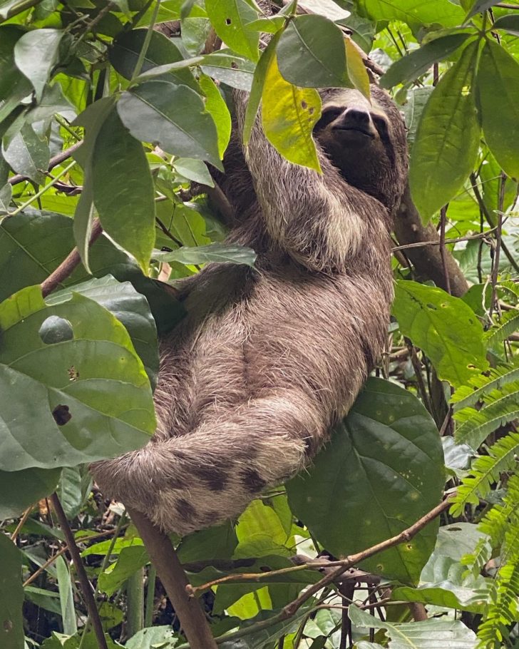 A baby sloth in the Peruvian Amazon taken on a Knowmad trip